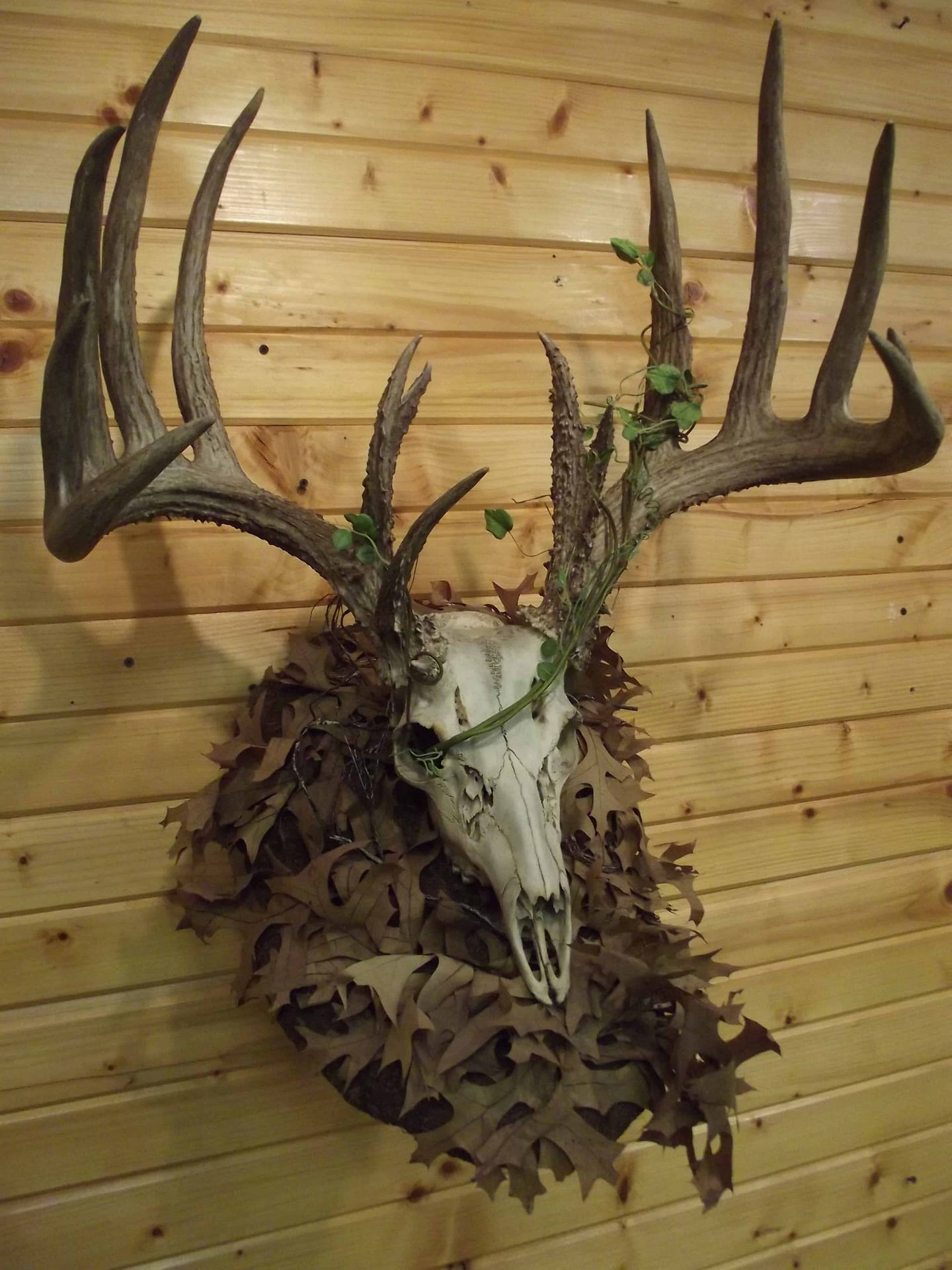 Deer Skull Cleaning - Markley Taxidermy