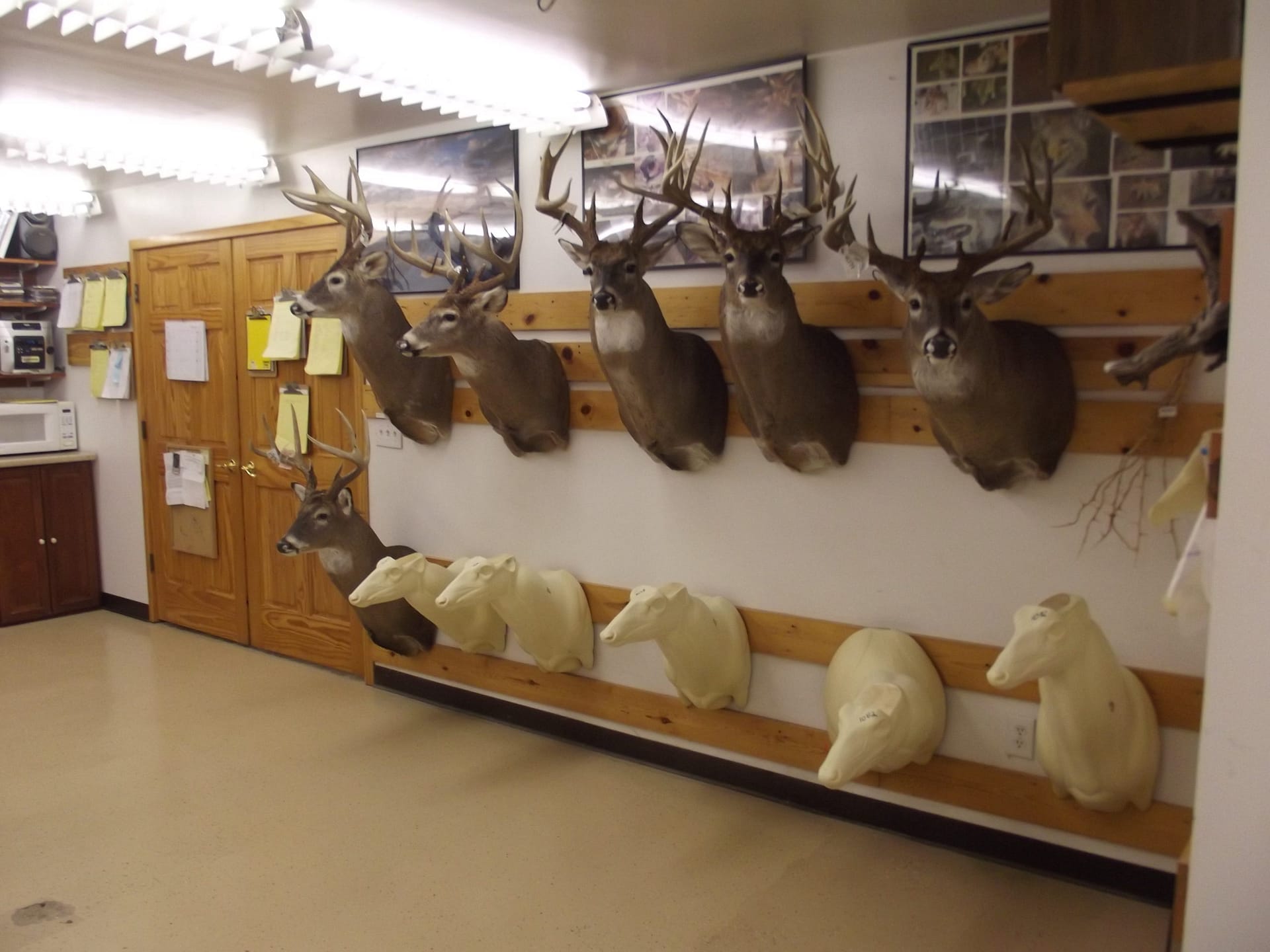 Taxidermy prices near me